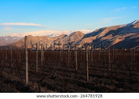 Armenian Vineyards before Pruning