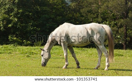 A beautiful white horse feeding in a green pasture