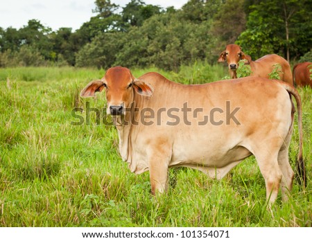 Brahman Clipart