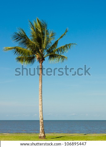 A lone coconut tree on a tropical beach front with a lovely blue sky in the background.