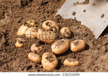 Fresh potatoes being dug up out of the ground by a spade.
