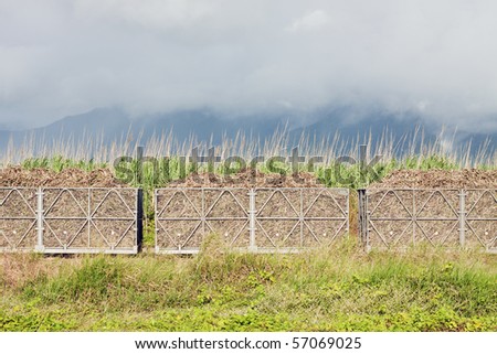 A train filled with sugar cane harvest. Sugar cane fields and cloudy mountains in the background.