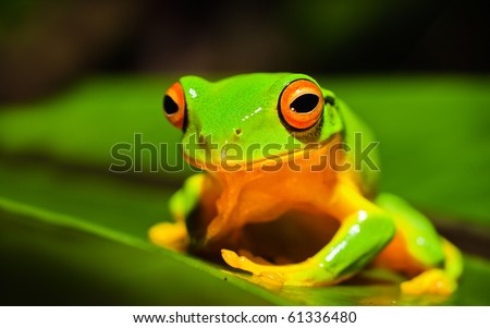 Orange Tree Frog. Orange thighed Tree frog,