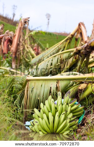 Closeup of a bunch of bananas in a plantation destroyed by severe tropical cyclone Yasi in Queensland, Australia