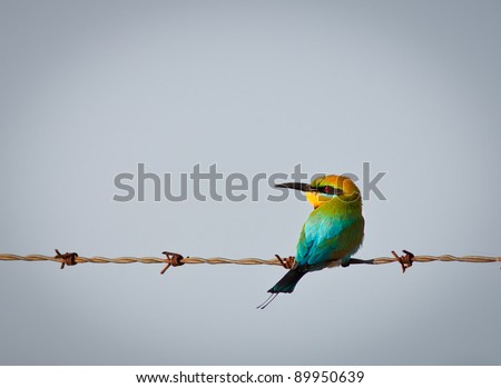 A beautiful rainbow bee eater (Merops ornatus) perched on a barb wire fence