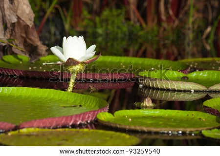 Giant water lily (Vicoria amazonica) at first night flowering. The second night it turns pink.