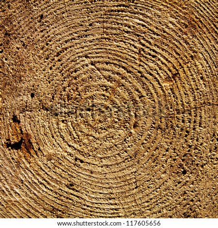 Bark wood texure. Years circles