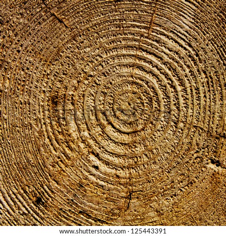 Years concentric circles. Aged bark
