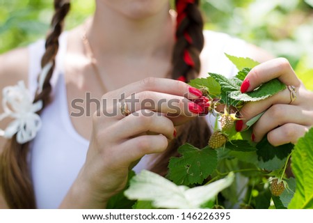 Closeup on woman hands picking raspberry