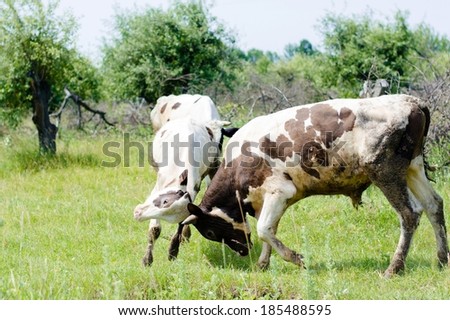 Two angry bulls fighting on summer day in green garden outdoors