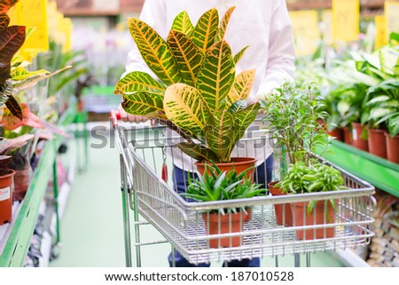 man with trolley choosing pot plants in gardening department store supermarket on the shopping shelf background