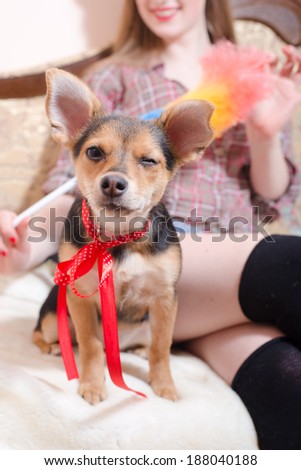 beautiful little dog with red ribbon sitting with woman in bed blinking eye picture