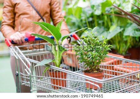 closeup on two pot plants standing in a shopping cart of woman or man on supermarket or shopping store display greenery shelf background image