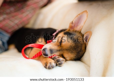 closeup image of small puppy with red ribbon sleeping on white bed