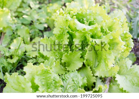 picture of green leaves salad growing in the garden texture copy space background close up