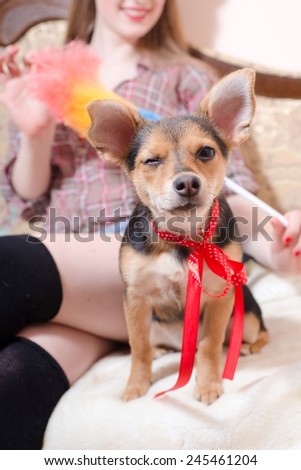picture of beautiful little blinking eye dog with red ribbon sitting with woman in bed