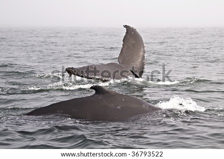 Two Humpback Whale