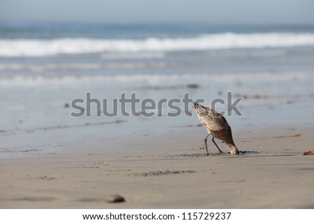 shorebird buries head in sand