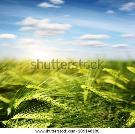 Green wheat field and blue sky with clouds