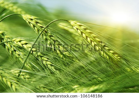 Close up of fresh morning green wheat in spring