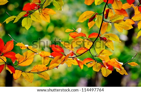 Bright colored leaves on the branches in the autumn forest.