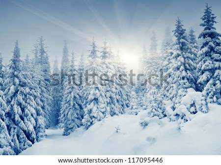 Beautiful Winter Landscape With Snow Covered Trees
