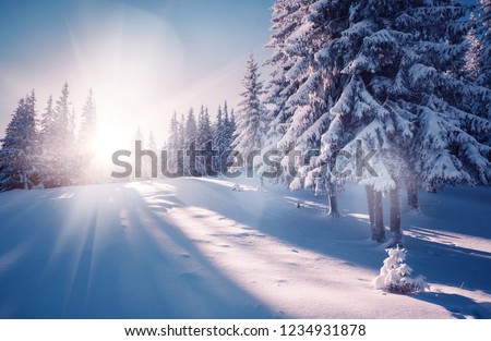 Vivid white spruces on a frosty day. Location Carpathian national park, Ukraine, Europe. Ski resort. Exotic wintry scene. Attractive winter wallpaper. Happy New Year! Discover the beauty of earth.