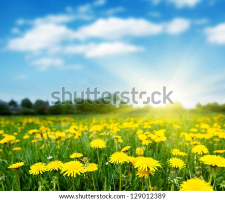Spring Field With Dandelions On Bright Sunny Day.