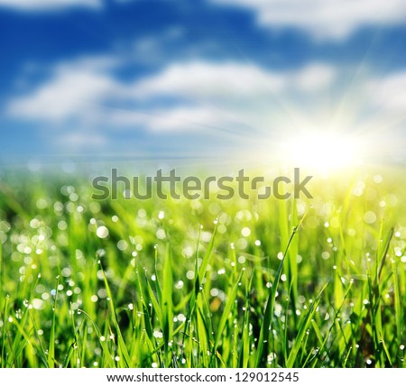 Close up of fresh morning dew on spring grass with blue sky