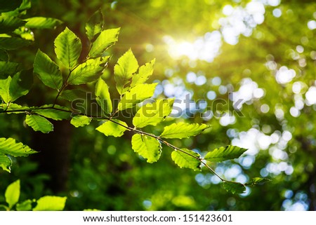 Bright green leaves on the branches in the forest. Crimea, Ukraine, Europe. Beauty world.