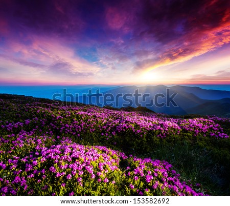 Magic Pink Rhododendron Flowers Under The Dark Blue Sky. Majestic Carpathian, Ukraine, Europe. Beauty World.