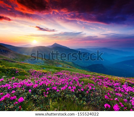 Magic Pink Rhododendron Flowers On Summer Mountain. Dramatic Overcast Sky. Carpathian, Ukraine, Europe. Beauty World.