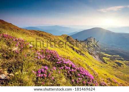 Magic pink rhododendron flowers on summer mountain. Carpathian, Ukraine, Europe. Beauty world.