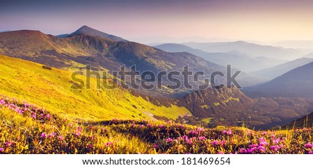Magic pink rhododendron flowers on summer mountain. Carpathian, Ukraine, Europe. Beauty world.