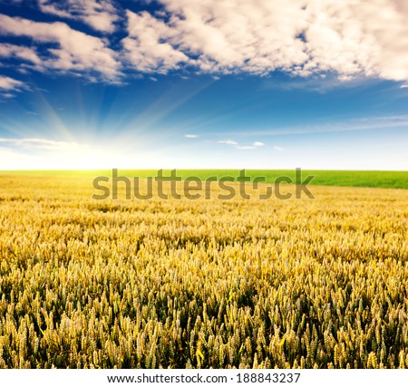 Gold wheat field and blue sky. Ukraine, Europe. Beauty world.