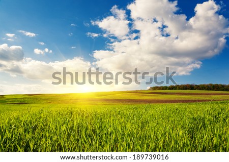 Beautiful sunny day in the field with blue sky. Overcast sky. Ukraine, Europe. Beauty world.