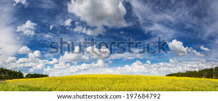 Yellow rapes flowers and blue sky with fluffy clouds. Ukraine, Europe. Beauty world.