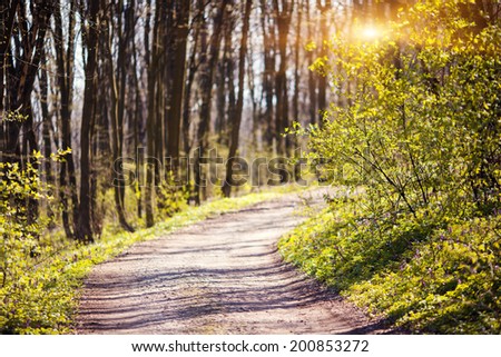 Path is in the spring forest. Ukraine, Europe. Beauty world.