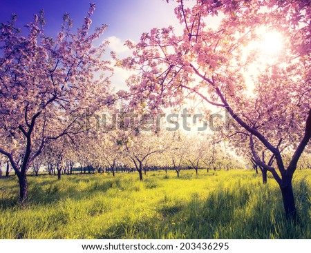 Blossoming apple orchard in spring and blue sky. Retro filtered. Instagram effect. Ukraine, Europe. Beauty world.