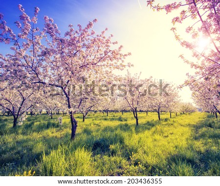 Blossoming apple orchard in spring and blue sky. Retro filtered. Instagram effect. Ukraine, Europe. Beauty world.