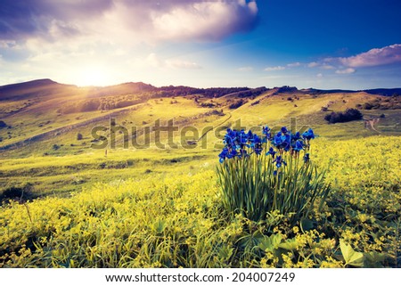 Magic flowers in mountain landscape with dramatic overcast sky. Carpathian, Ukraine, Europe. Beauty world. Retro style filter. Instagram toning effect.