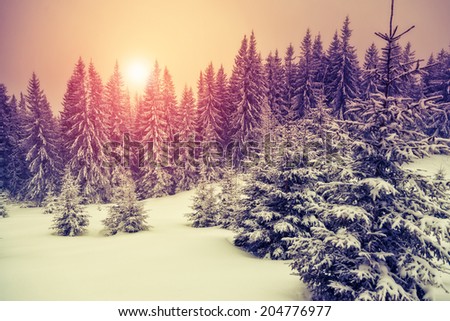 Amazing evening winter landscape. National Park. Carpathian, Ukraine, Europe. Beauty world. Retro style filter. Instagram toning effect. Happy New Year!