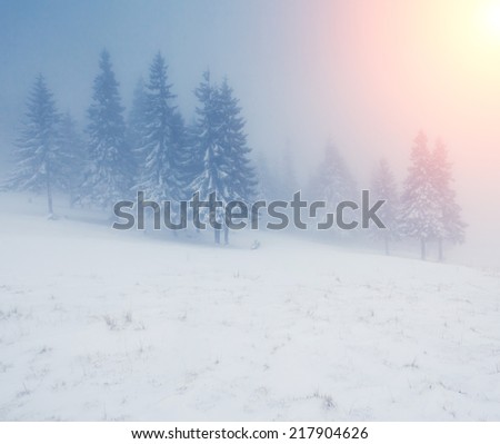 Fantastic winter landscape. Dramatic wintry scenery. Carpathian, Ukraine. Beauty world. Happy New Year!