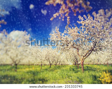 Blossoming apple orchard in spring and blue sky. Retro filtered. Instagram effect. Ukraine, Europe. Beauty world. Tilt Shift blur effect.