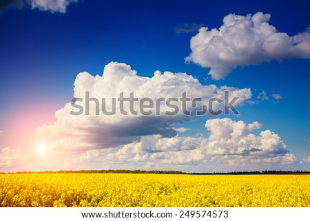 Yellow rapes flowers and blue sky with white fluffy clouds. Ukraine, Europe. Beauty world.