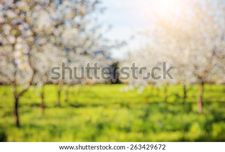 Blooming apple orchard in spring and blue sky. Retro filtered. Beauty world. Natural blurred background. Soft light effect.
