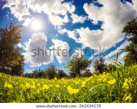 Fantastic views of the garden with blue sky. Mediterranean climate. Sicily island, Italy, Europe. Beauty world. Taken with GoPro 4.