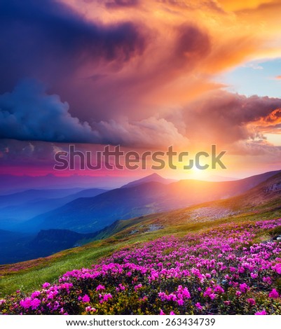 Great view of the magic pink rhododendron flowers on summer mountain. Dramatic overcast sky before the storm. Carpathian, Ukraine, Europe. Beauty world.