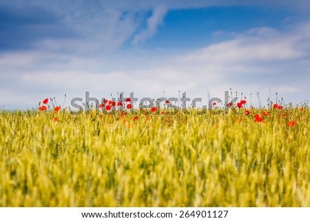 Wheat field ripening in a sunny day. White fluffy clouds. Ukraine, Europe. Beauty world.