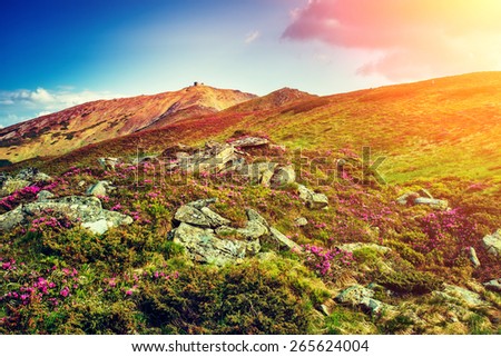 Great view of the magic pink rhododendron flowers on the hill. Dramatic unusual scene. Carpathian, Ukraine, Europe. Beauty world.  Retro style, vintage soft filter. Instagram toning effect.